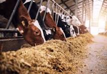 Cattle Breeding and Fodder Development